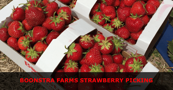 Boonstra Farms Strawberry Picking Opens on June 29, 2017